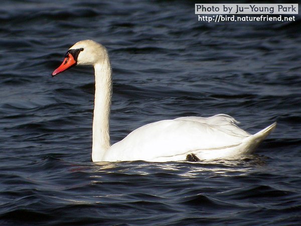 혹고니 Mute Swan; WV